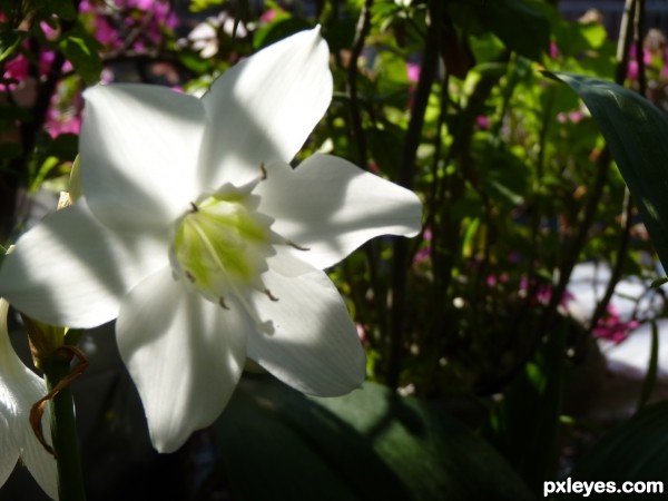 white flower